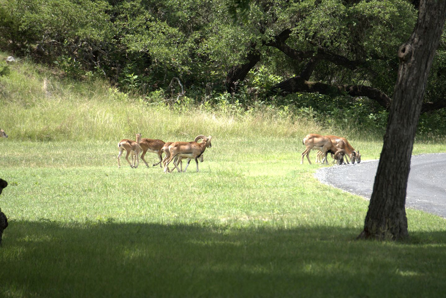 Peaceful Ranch Getaway with Scenic Trails on Private Hill Country Estate near Bandera, Texas