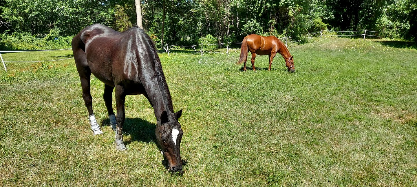 Enchanting Cottage Haven near Long Island Sound in Connecticut