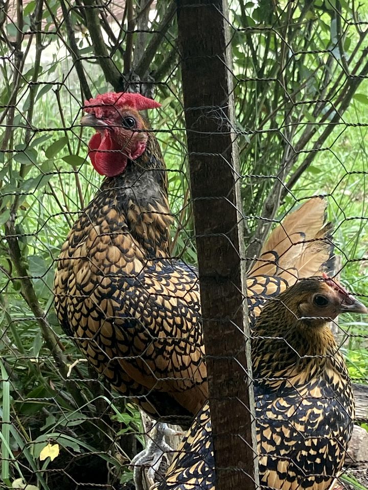 Cozy Bohemian Cottage Glamping with Rescue Animals near Starry Skies – Ararat, NC