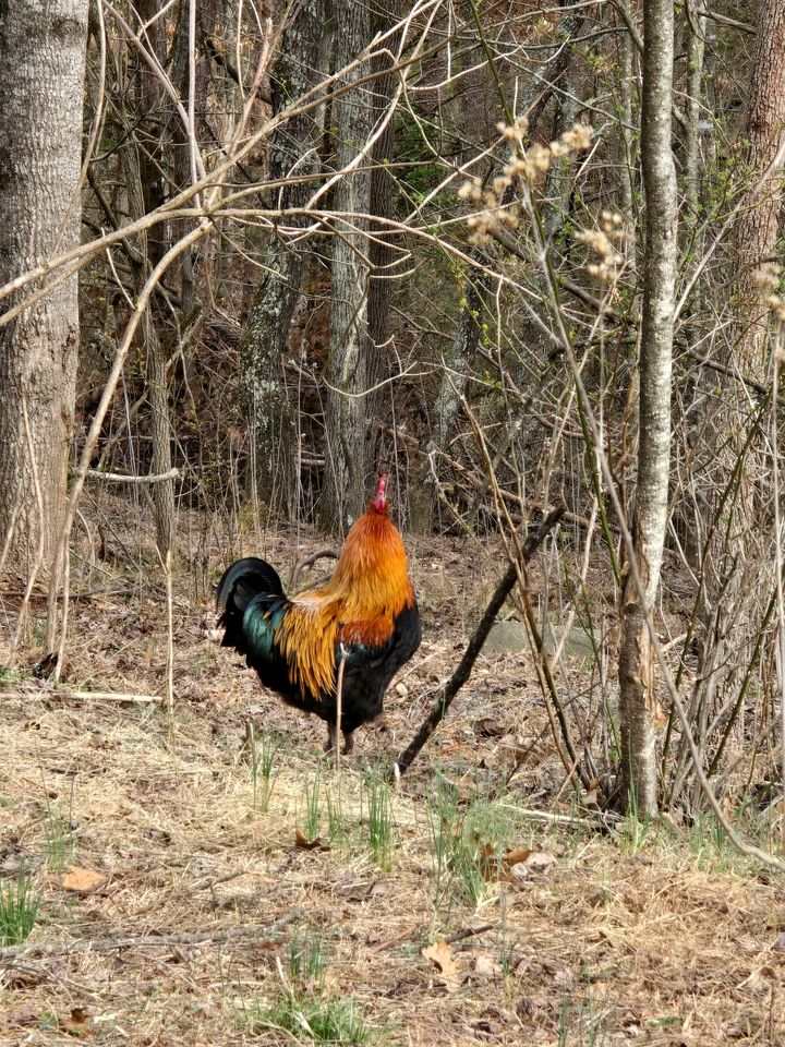 Cozy Bohemian Cottage Glamping with Rescue Animals near Starry Skies – Ararat, NC
