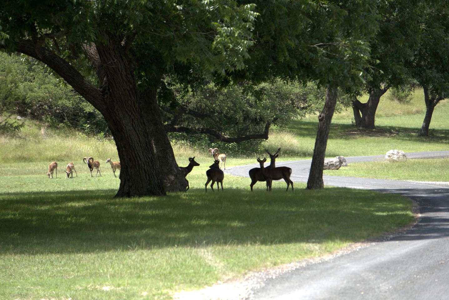 Idyllic Cottage Suite Sanctuary near Medina River in Texas