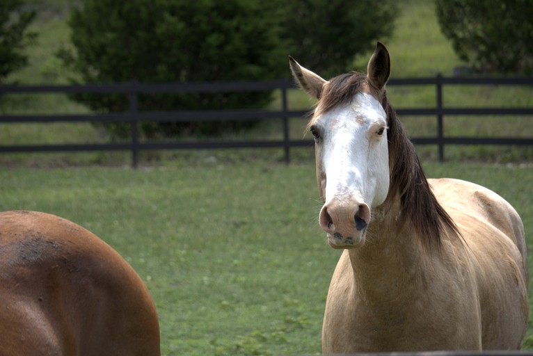 Cottages (United States of America, Bandera, Texas)