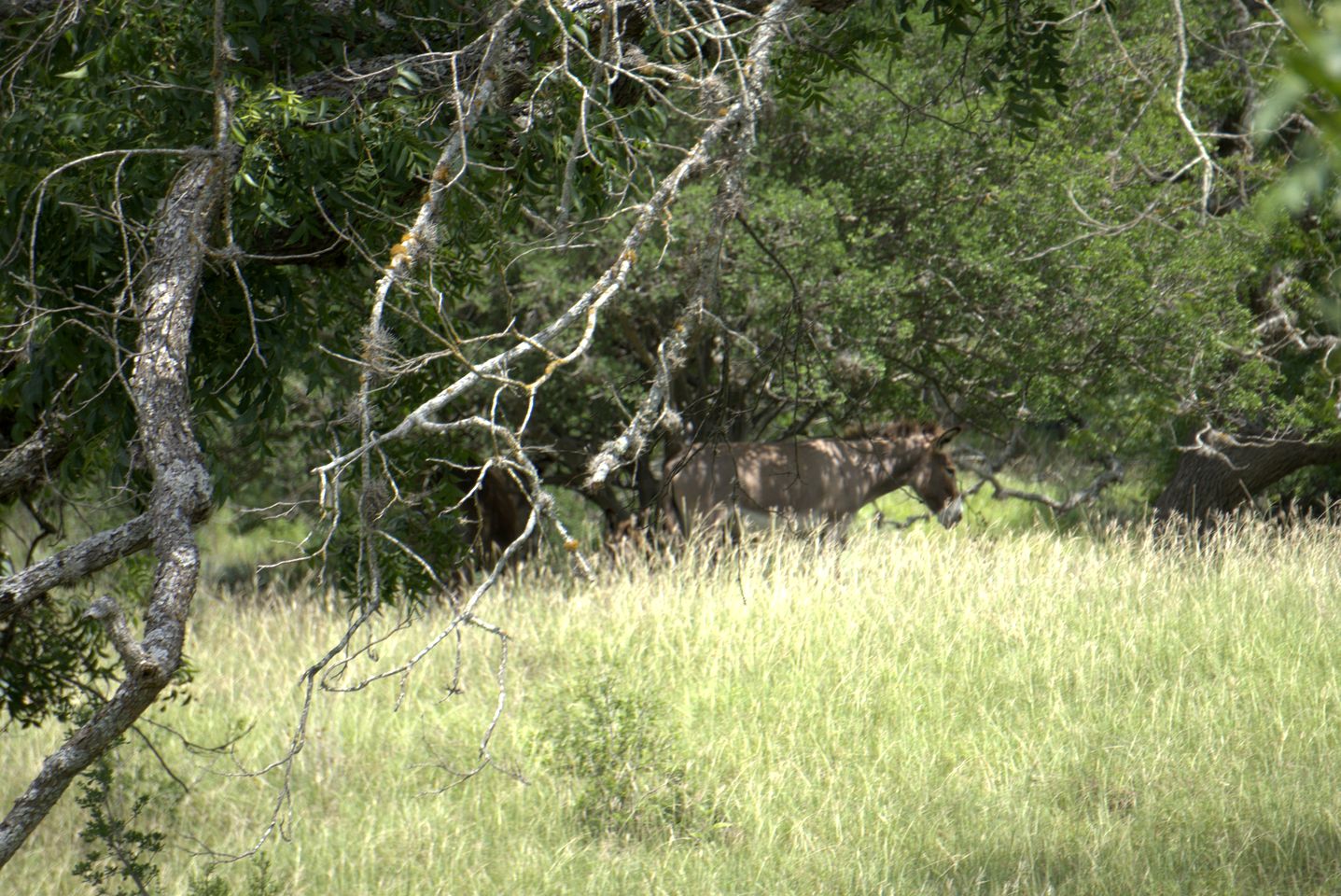 Idyllic Cottage Suite Sanctuary near Medina River in Texas
