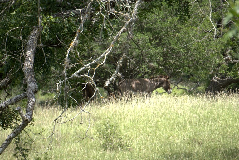 Cottages (United States of America, Bandera, Texas)