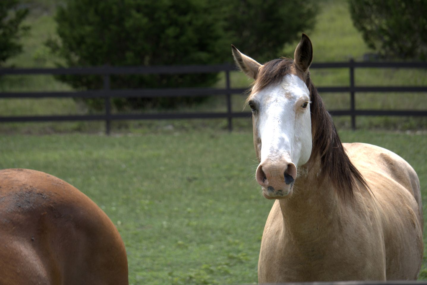 Enchanting Cottage Suite Haven near Medina River in Texas