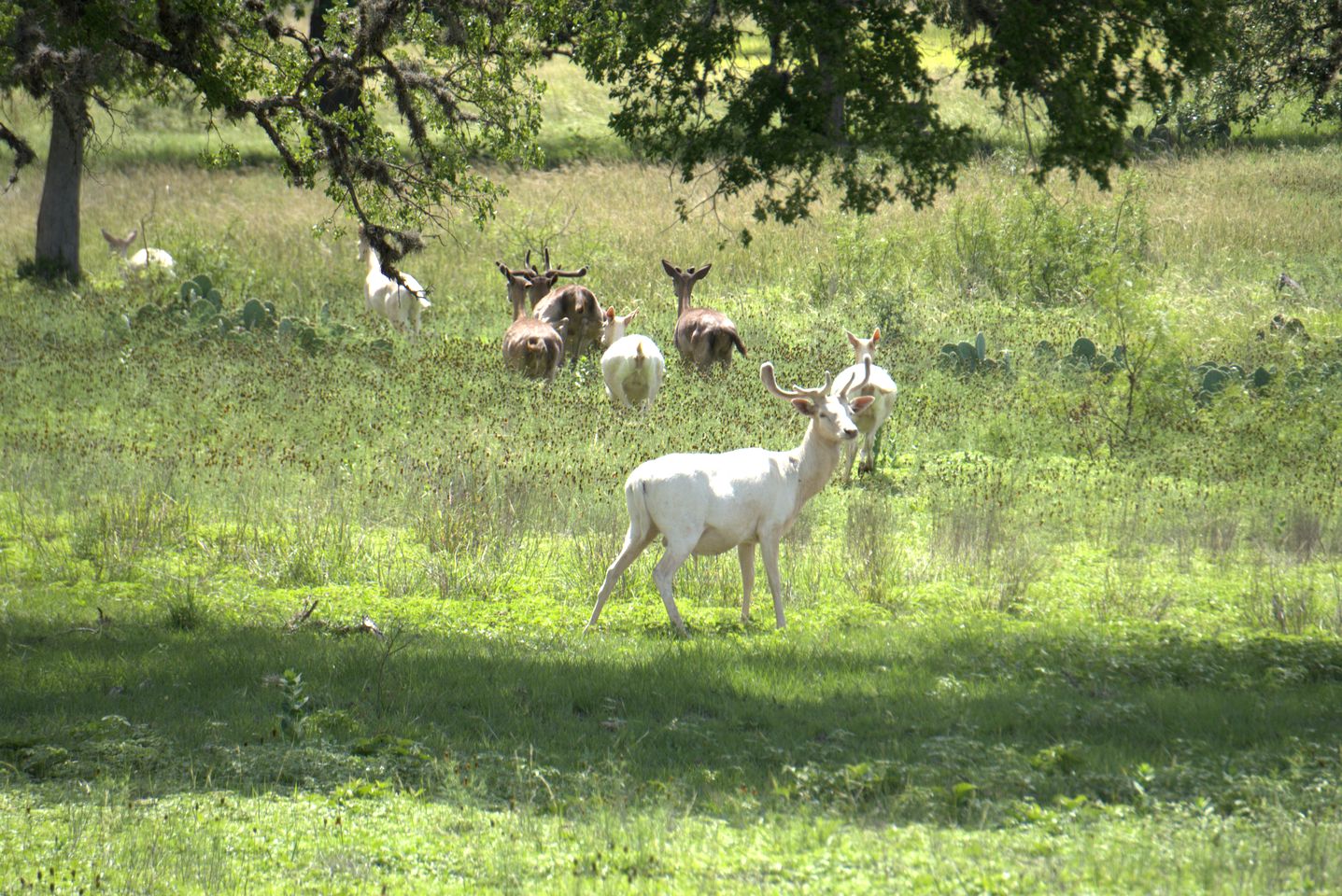 Enchanting Cottage Suite Haven near Medina River in Texas