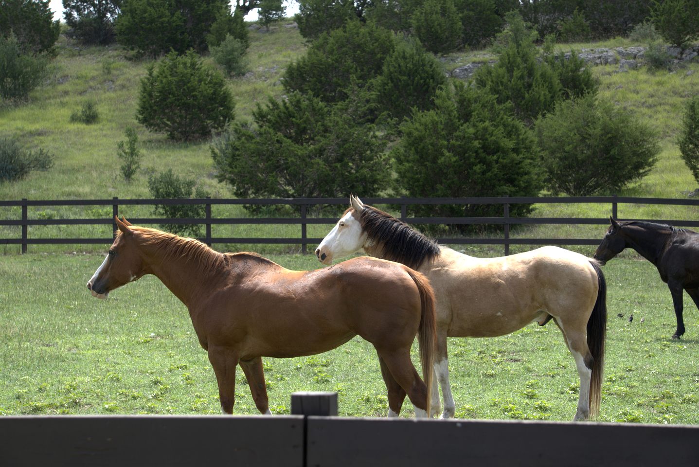 Enchanting Cottage Suite Haven near Medina River in Texas