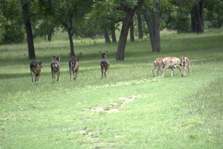 Cottages (United States of America, Bandera, Texas)