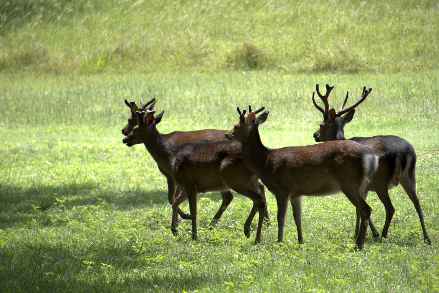 Enchanting Cottage Suite Haven near Medina River in Texas