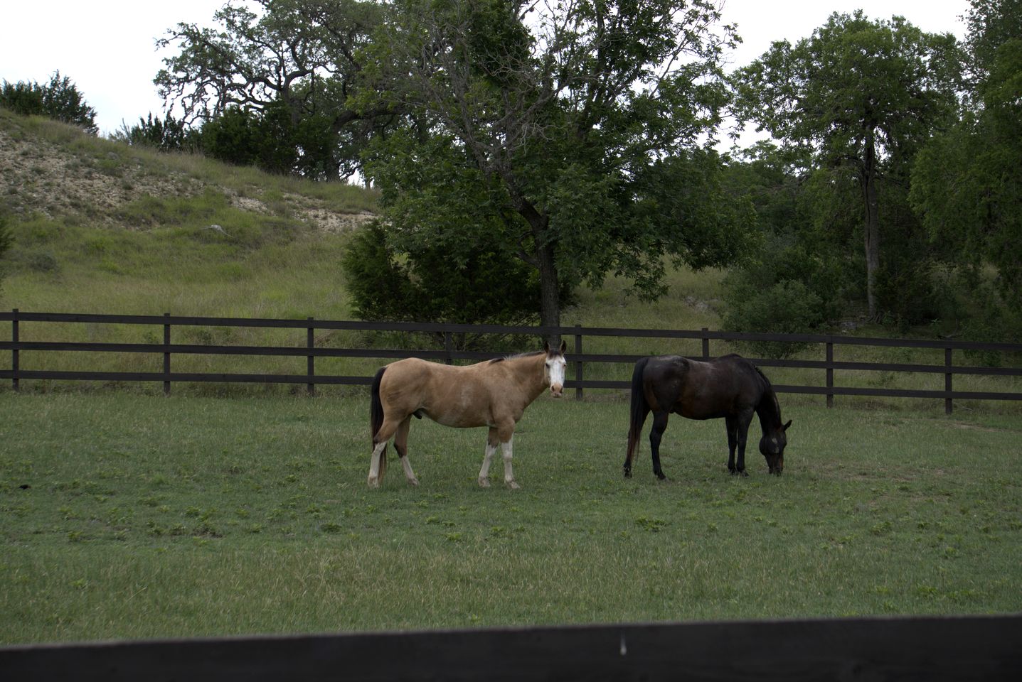 Enchanting Cottage Suite Haven near Medina River in Texas