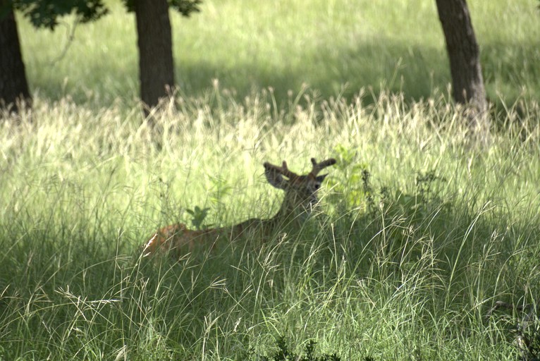 Cottages (United States of America, Bandera, Texas)