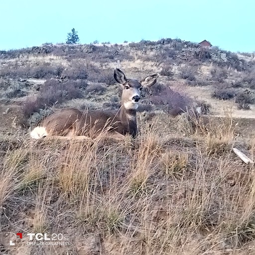 Domes (United States of America, Plains, Montana)