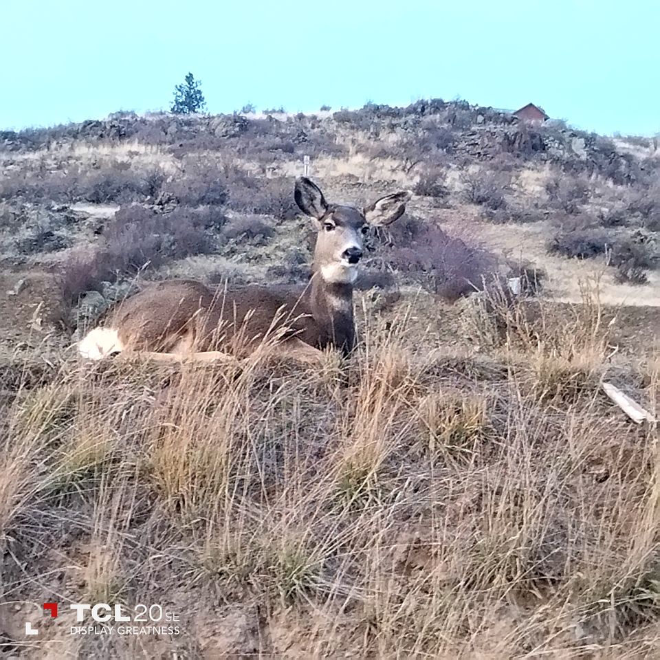 Beautiful Dome for a Romantic Glamping Escape with Breathtaking Views in Montana
