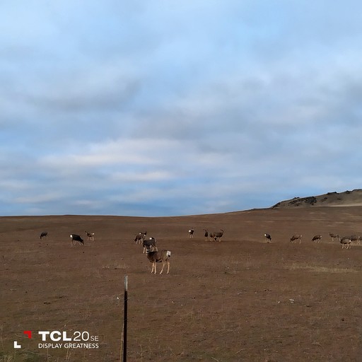 Domes (United States of America, Plains, Montana)