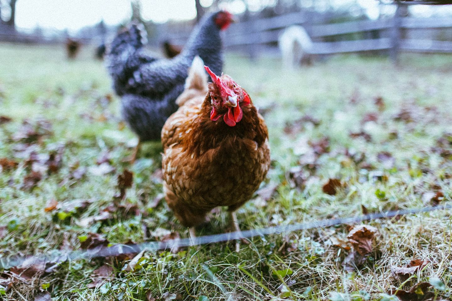 Cozy Cottage on a Private Farm Nestled Among the Southern Catskill Mountains in Woodridge, New York