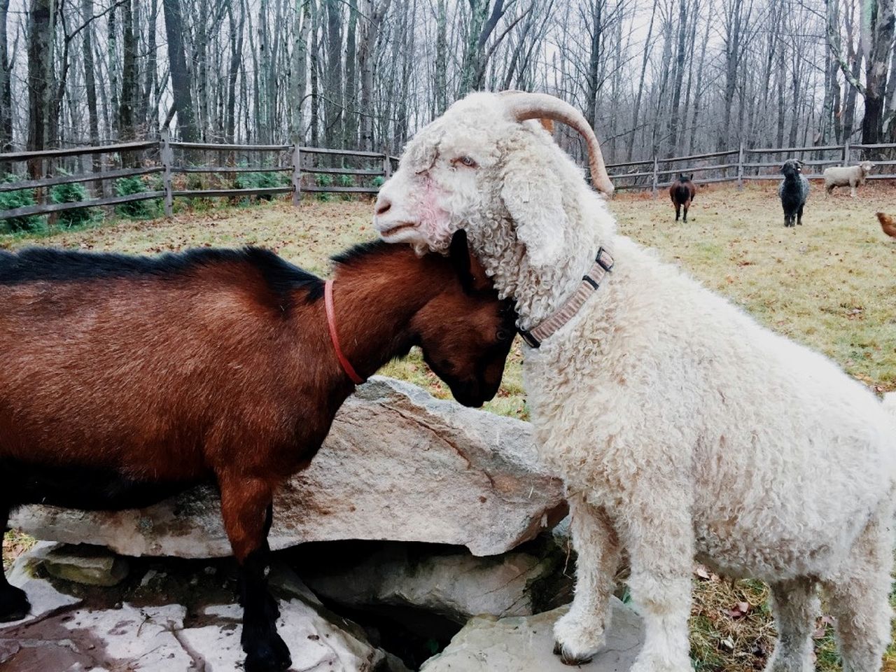 Cozy Cottage on a Private Farm Nestled Among the Southern Catskill Mountains in Woodridge, New York