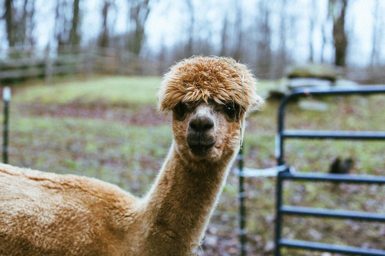 Caravans (United States of America, Woodridge, New York)