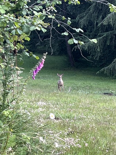Tipis (United States of America, Corbett, Oregon)