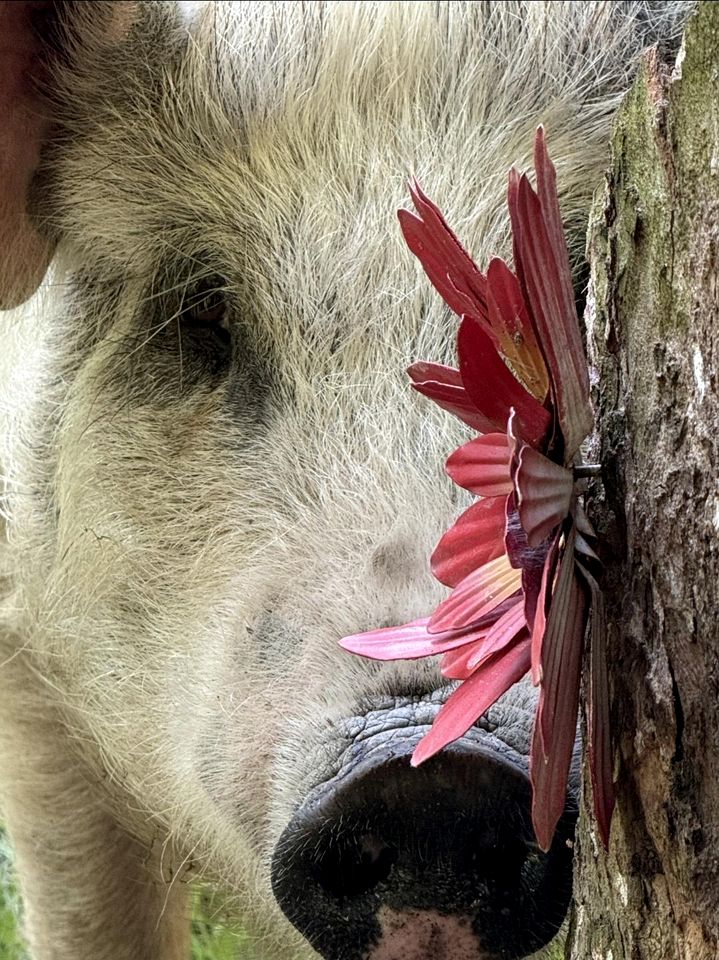 Cute Off-Grid Camper on an Exotic-Animal Farm for a Unique Getaway near Charleston, West Virginia