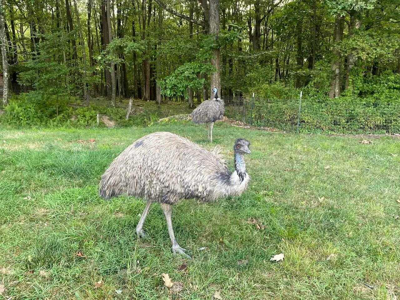 Cute Off-Grid Camper on an Exotic-Animal Farm for a Unique Getaway near Charleston, West Virginia