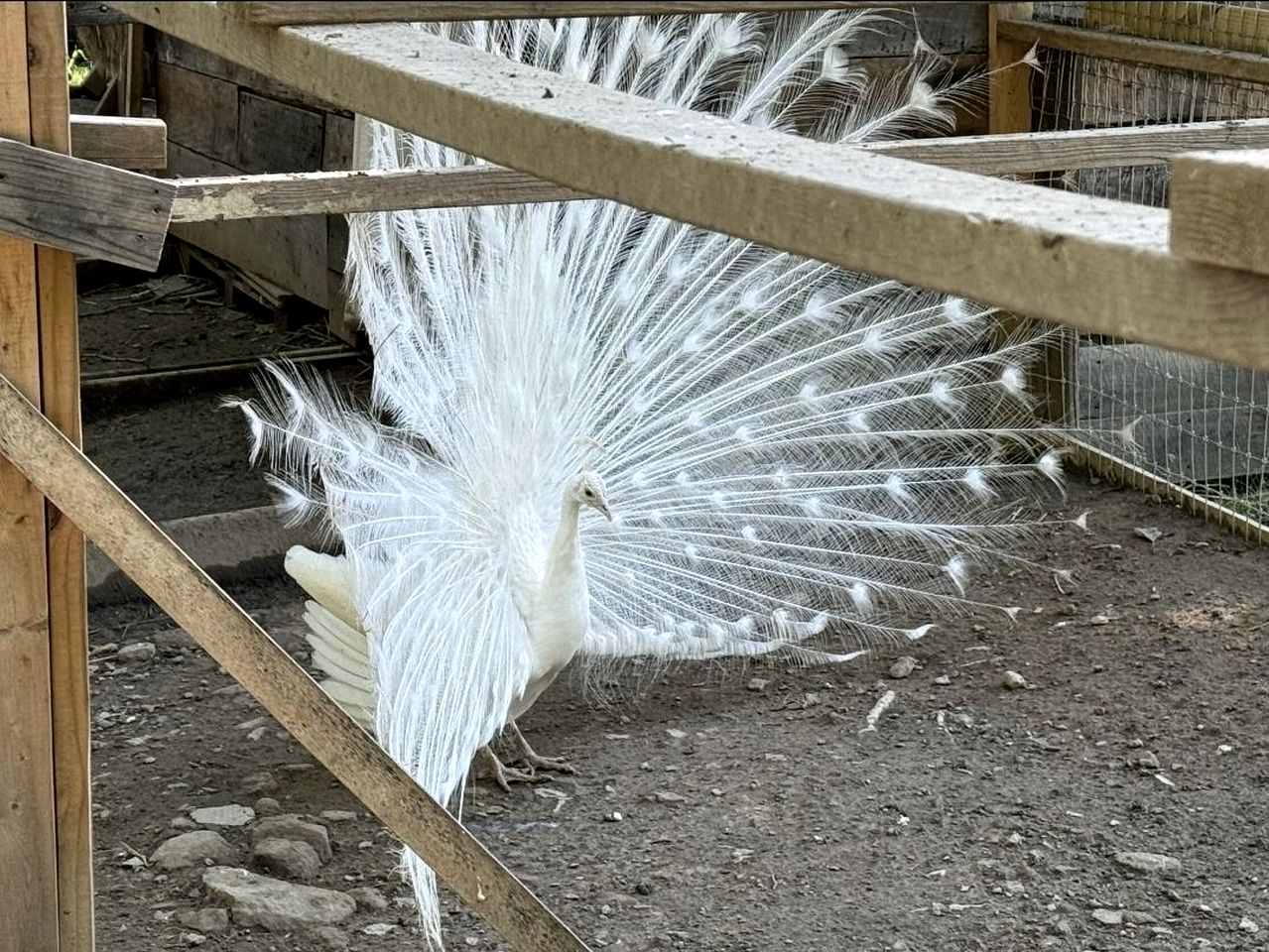 Cute Off-Grid Camper on an Exotic-Animal Farm for a Unique Getaway near Charleston, West Virginia