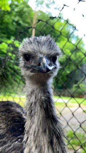 Caravans (United States of America, Charleston, West Virginia)
