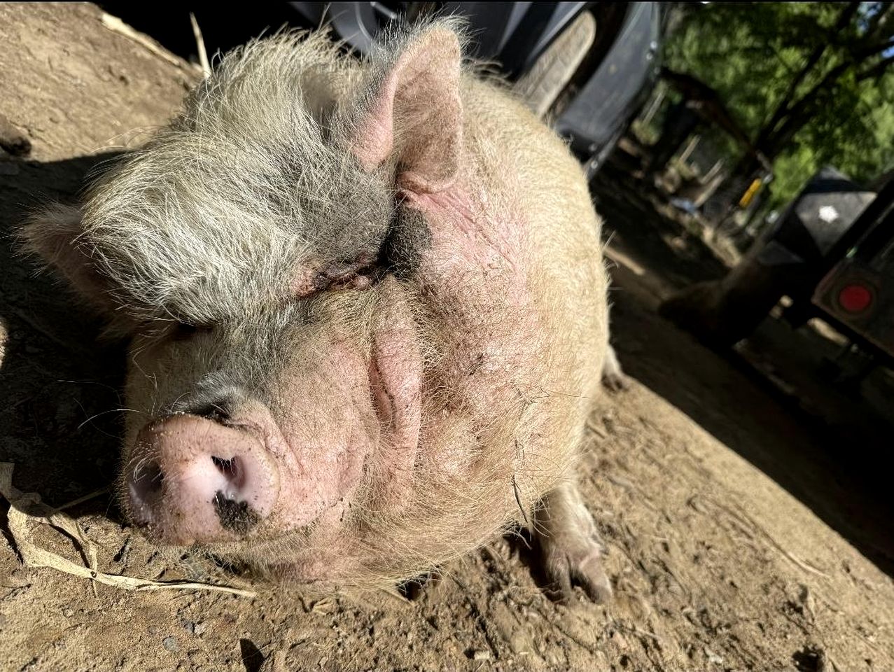 Cute Off-Grid Camper on an Exotic-Animal Farm for a Unique Getaway near Charleston, West Virginia