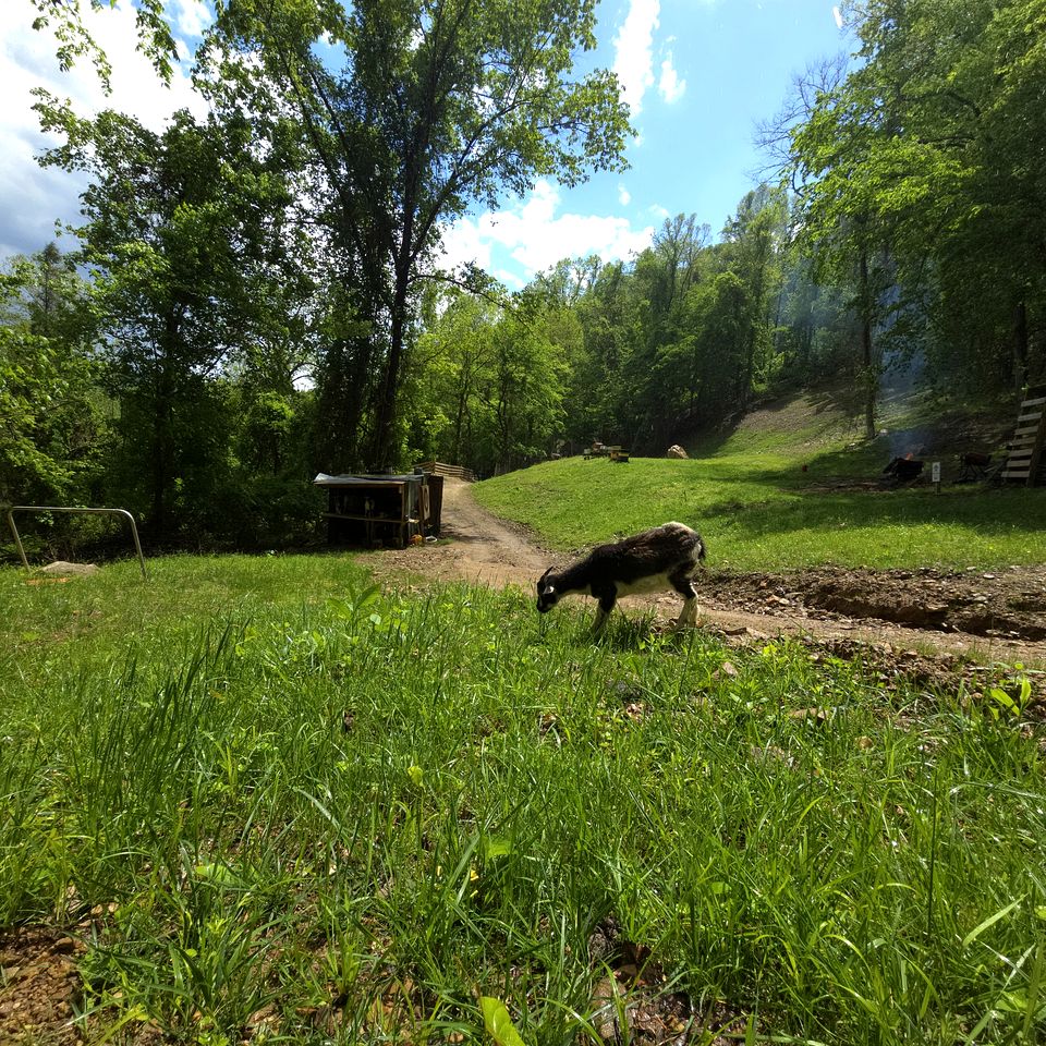 Cute Off-Grid Camper on an Exotic-Animal Farm for a Unique Getaway near Charleston, West Virginia