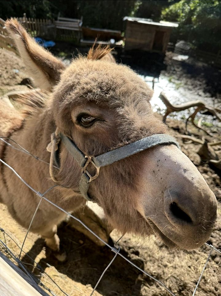 Cute Off-Grid Camper on an Exotic-Animal Farm for a Unique Getaway near Charleston, West Virginia