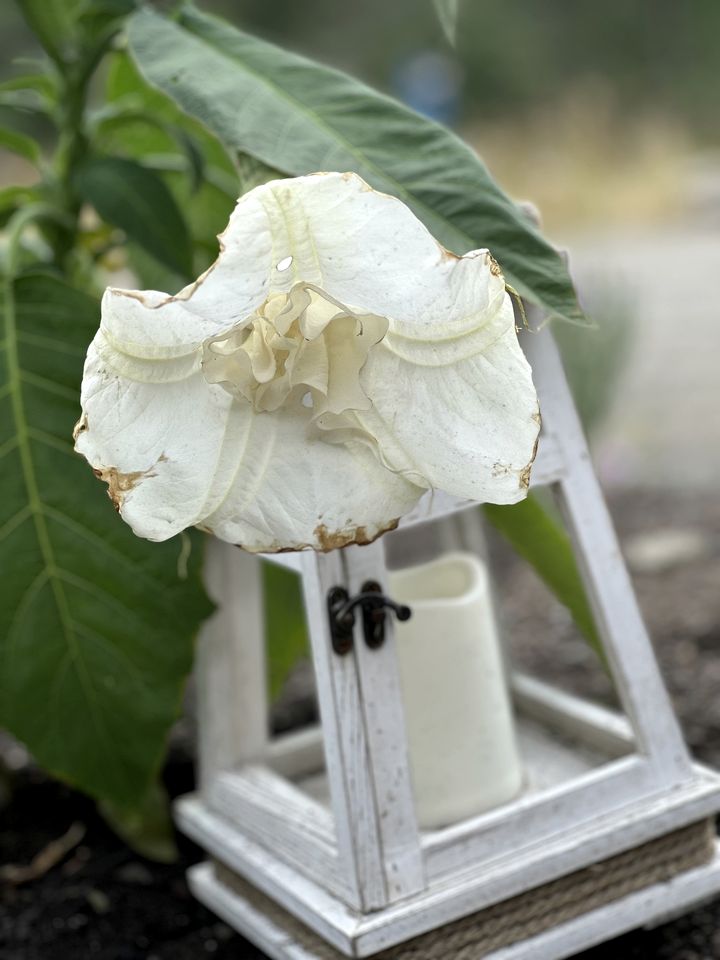 Cozy Glamping Retreat on Wildflower Farm near Coeur d’Alene, Idaho