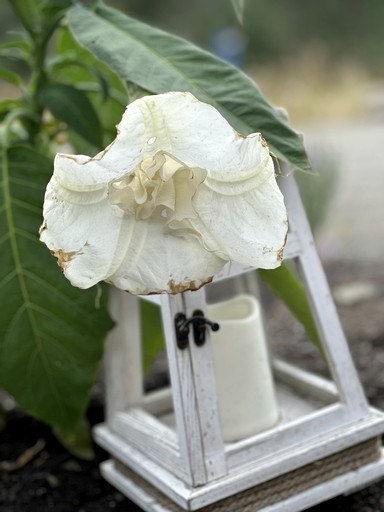 Bell Tents (United States of America, Coeur d'Alene, Idaho)