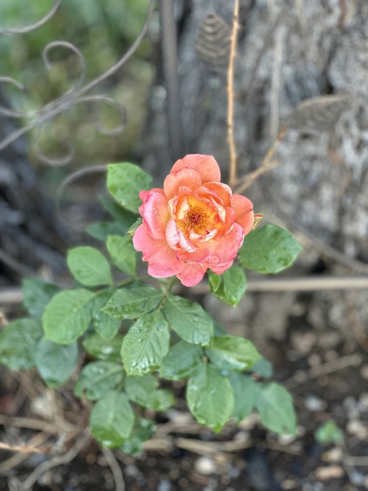 Cozy Glamping Retreat on Wildflower Farm near Coeur d’Alene, Idaho
