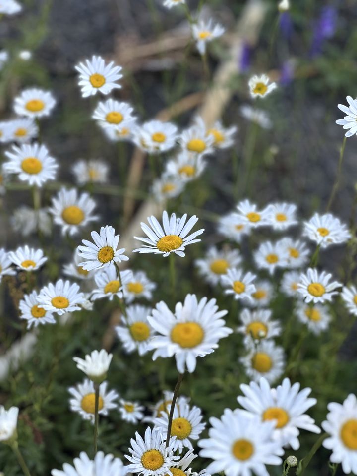 Cozy Glamping Retreat on Wildflower Farm near Coeur d’Alene, Idaho