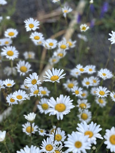 Bell Tents (United States of America, Coeur d'Alene, Idaho)