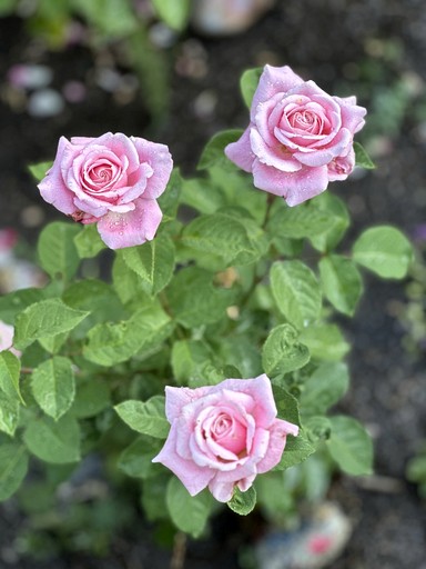 Bell Tents (United States of America, Coeur d'Alene, Idaho)