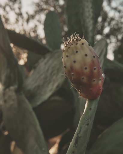 Bell Tents (Italy, Bisceglie, Puglia)