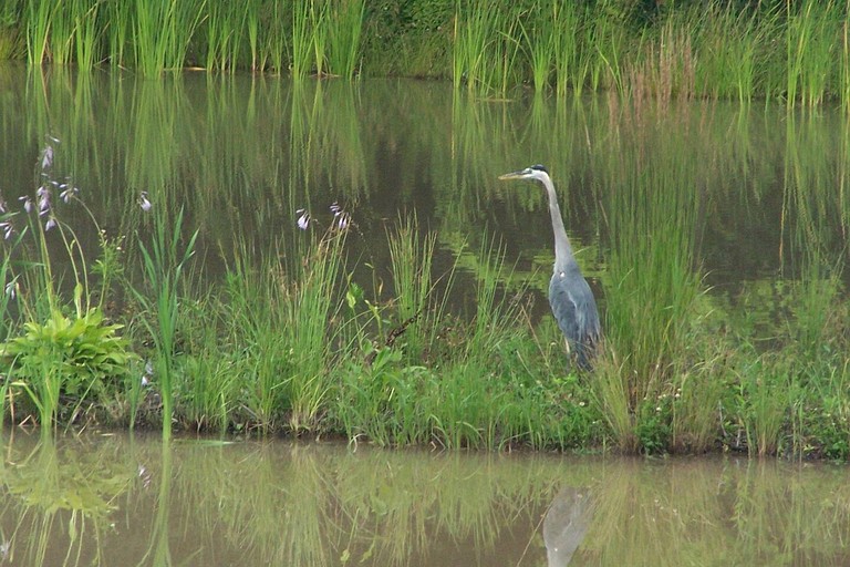 Designer Rentals (Canada, --, --)