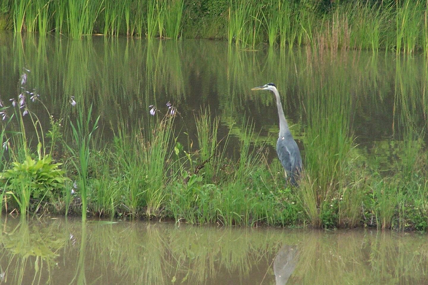 Cozy Suite Rental in a B&B with Games Room Surrounded by Nature in Niagara Falls, Ontario