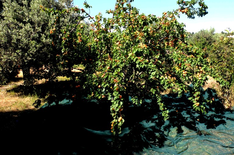 Tiny Houses (Italy, --, --)