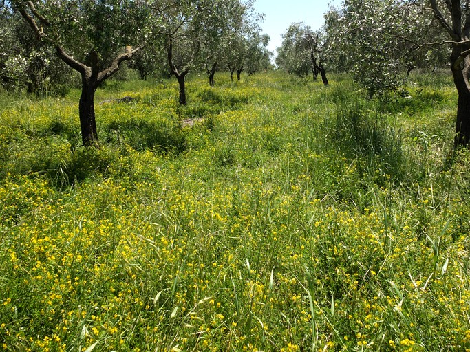Tiny Houses (Italy, --, --)