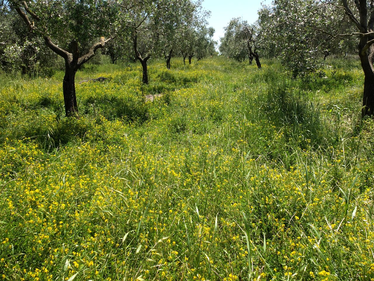 Quaint Tiny House for an Off-Grid Glamping Getaway Surrounded by Nature near Ostuni, Italy