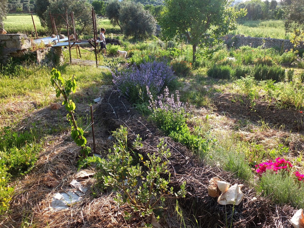 Quaint Tiny House for an Off-Grid Glamping Getaway Surrounded by Nature near Ostuni, Italy