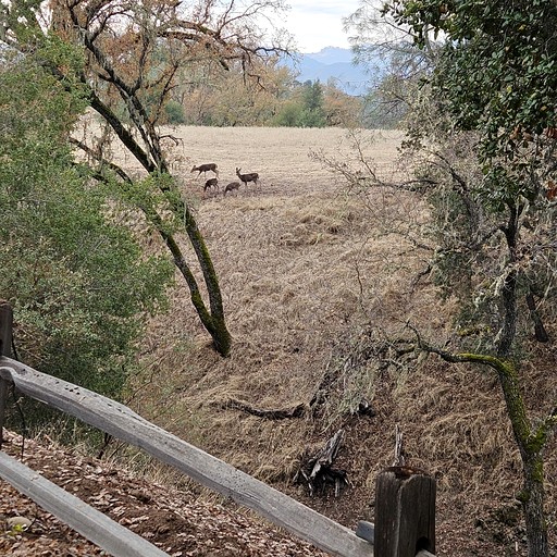 Cabins (United States of America, Paso Robles, California)