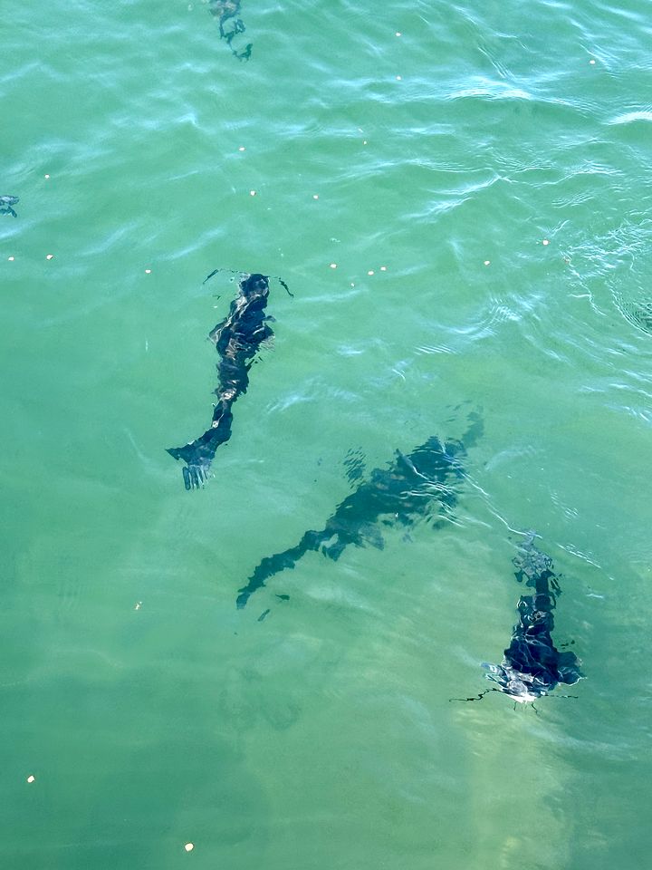Charming Tiny House Haven near Llano River in Texas