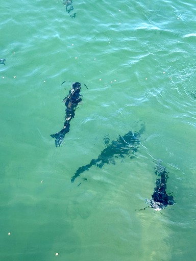 Tiny Houses (United States of America, Llano, Texas)