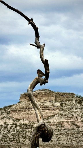 Tree Houses (United States of America, Lake Montezuma, Arizona)