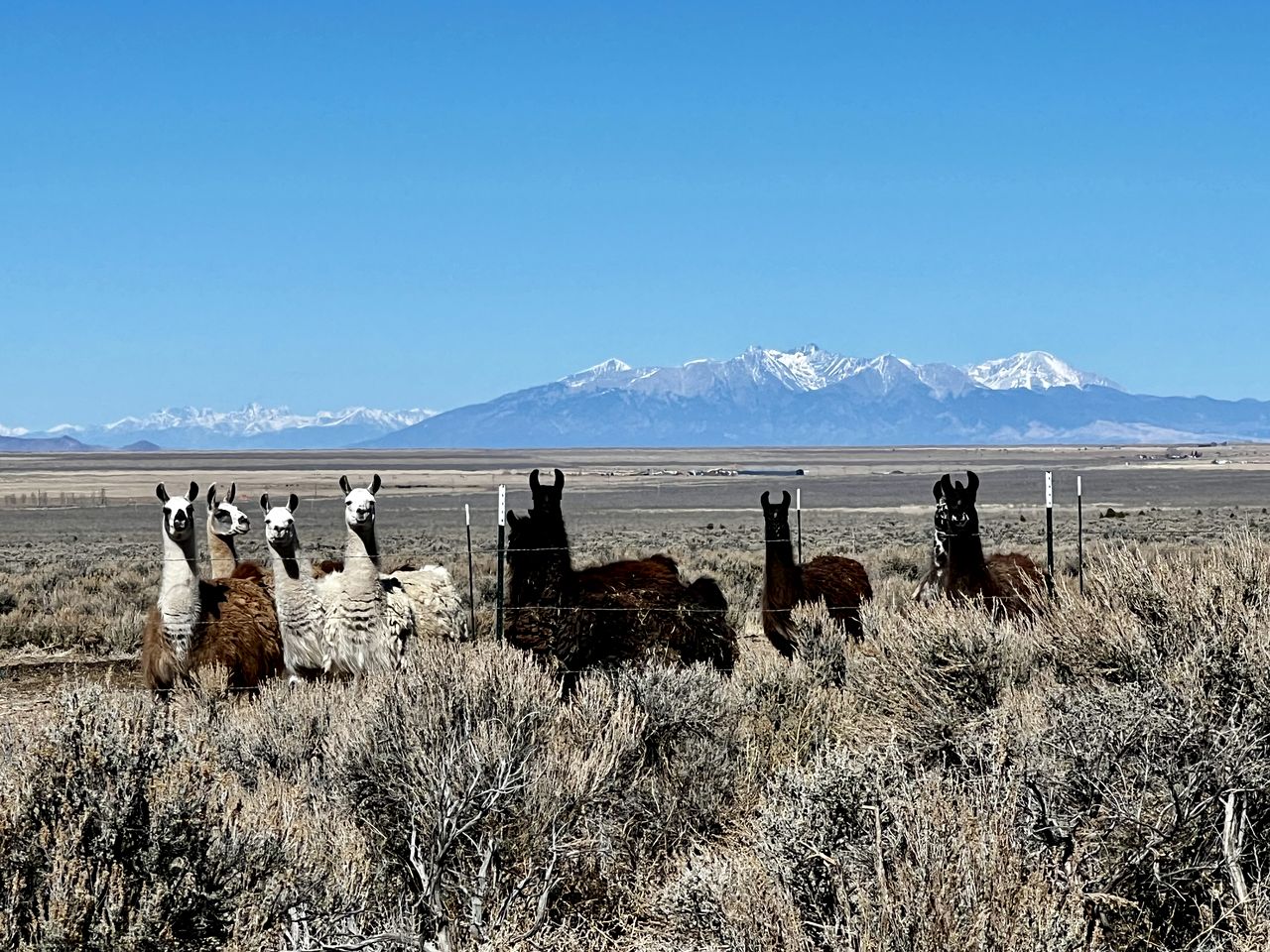 Spacious Camper on a Llama Rescue Ranch with Stunning Views near Questa, New Mexico