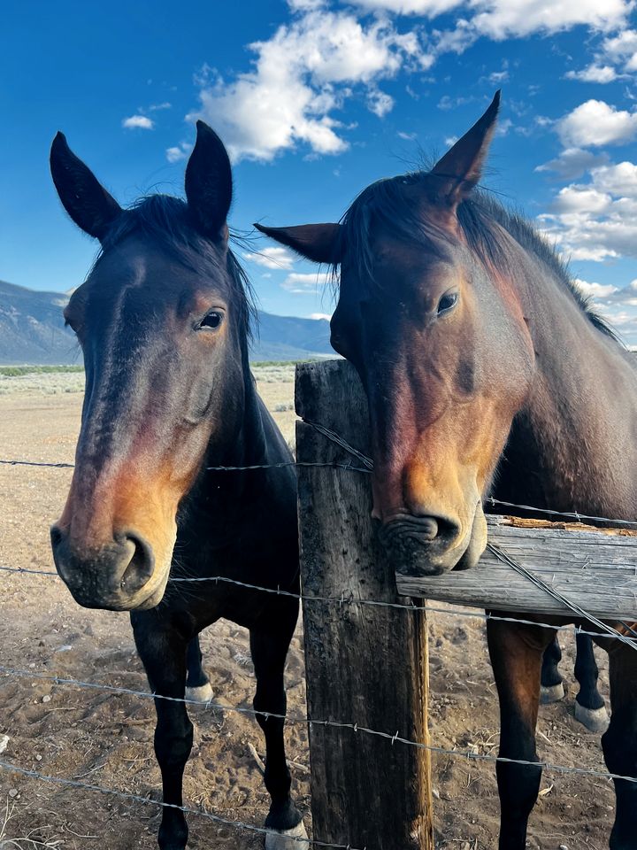 Spacious Camper on a Llama Rescue Ranch with Stunning Views near Questa, New Mexico
