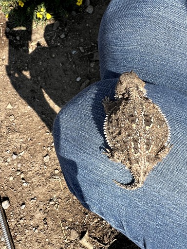 Caravans (United States of America, Questa, New Mexico)