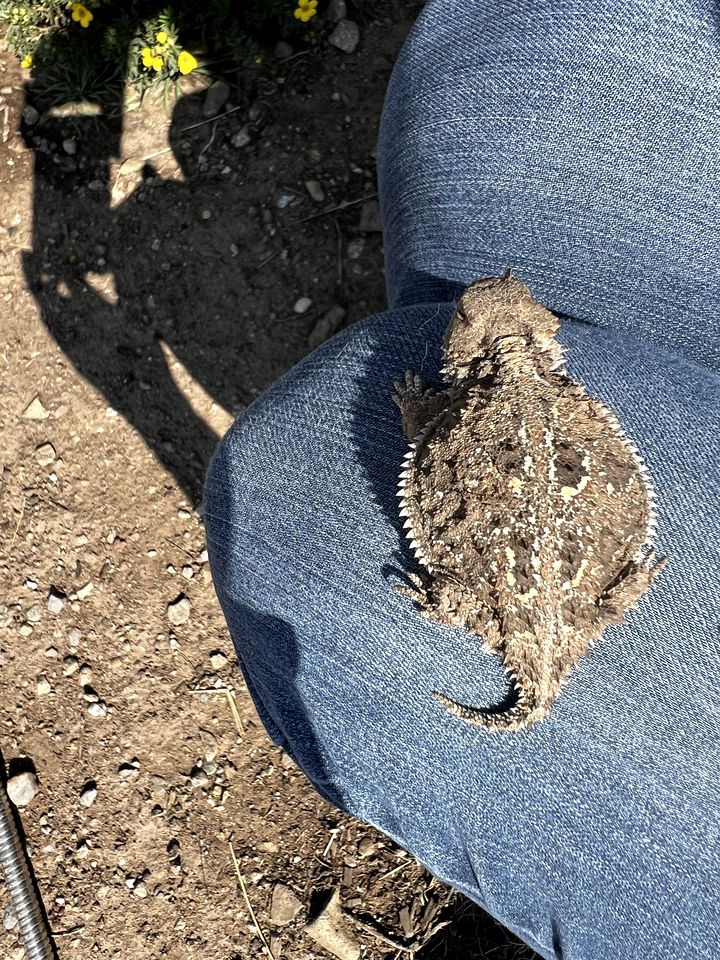 Spacious Camper on a Llama Rescue Ranch with Stunning Views near Questa, New Mexico
